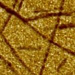 Cellulose-nanowhiskers-