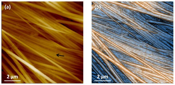 Figure 5: (a) Topography and (b) contrast enhanced topography images of collagen sample imaged in PBS solution with SICM ARS mode. Individual fibril can be clearly identified and the thinnest one observed is about 90nm in width, as pointed by the black arrow. Scan size 10 μm ×10 μm. Image size 256 px × 256 px.